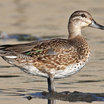 Green-winged Teal